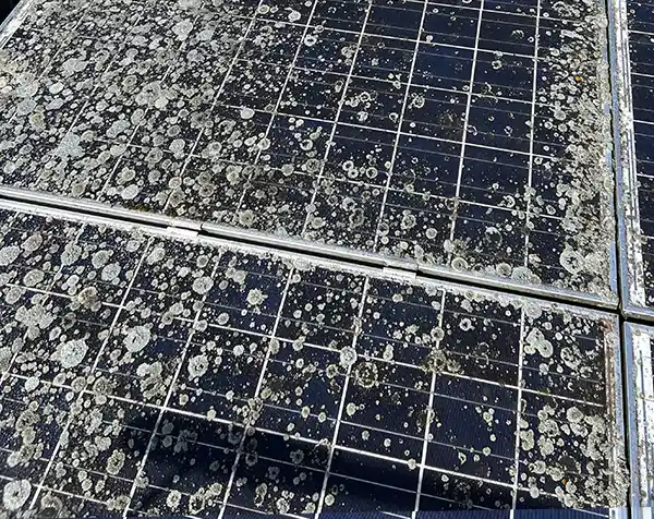 Warum PV-Anlage reinigen? Vorheransicht